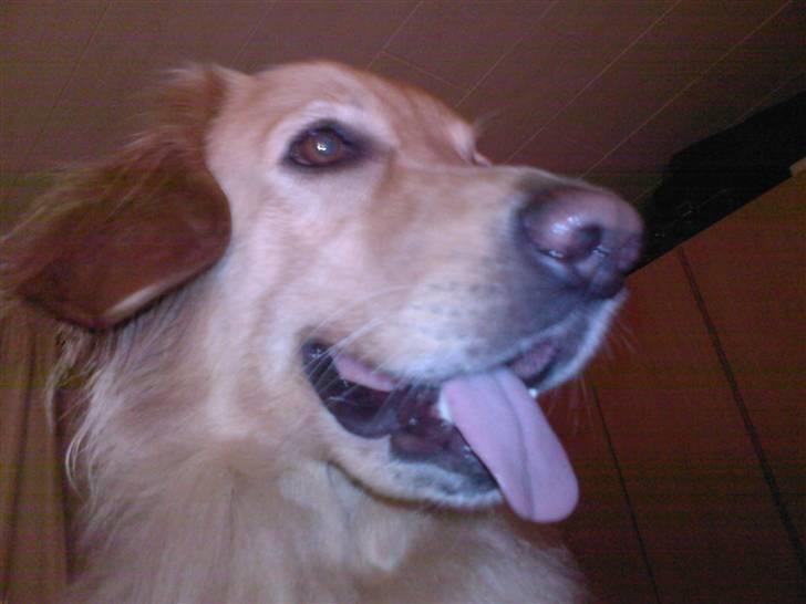 Hovawart Trine R.I.P billede 2