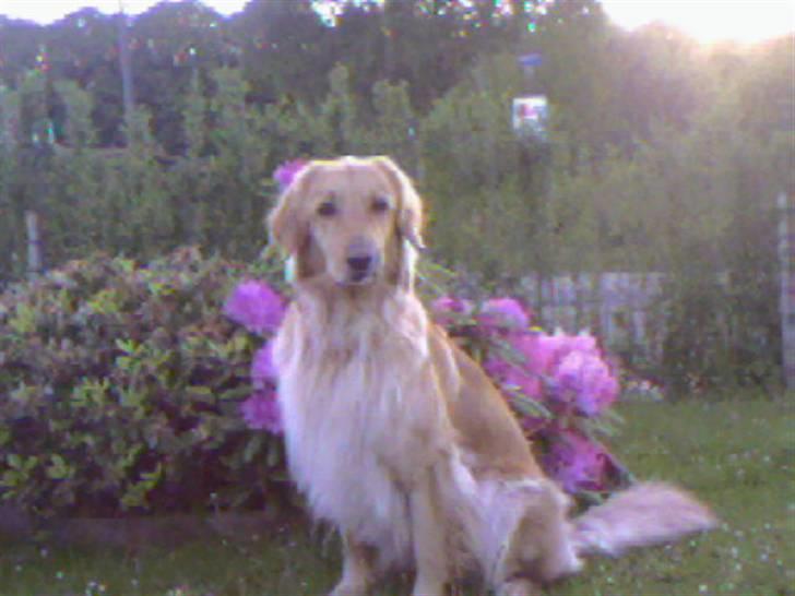 Hovawart Trine R.I.P billede 3