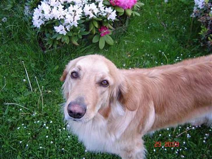 Hovawart Trine R.I.P billede 4