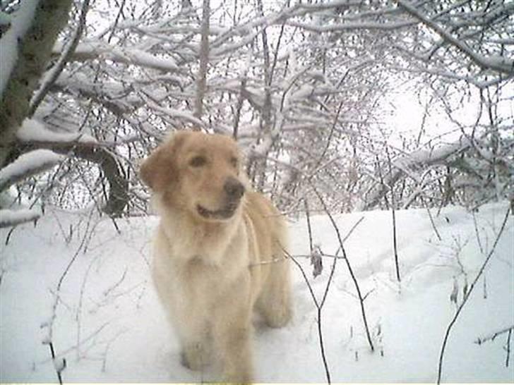 Hovawart Trine R.I.P billede 5