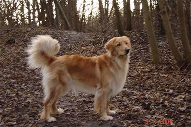 Hovawart Trine R.I.P billede 6