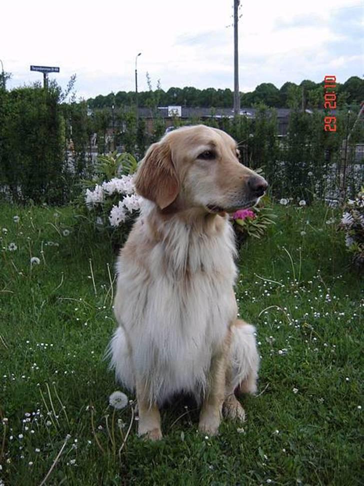 Hovawart Trine R.I.P billede 7