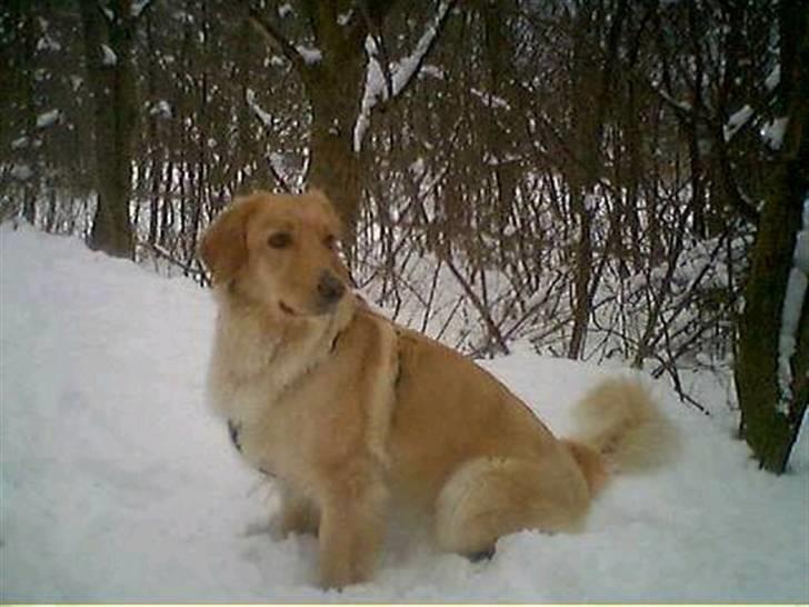 Hovawart Trine R.I.P billede 8