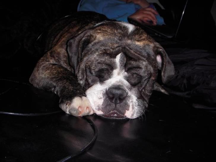 Engelsk bulldog Kahlua billede 13