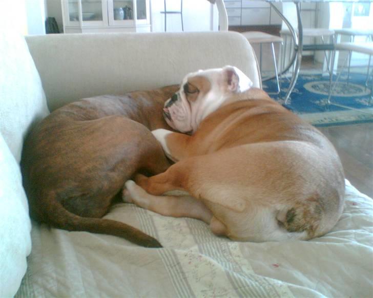 Engelsk bulldog Dolche  - vores afdøde gucci pige og dolche der ligger og prutter om kamp billede 15