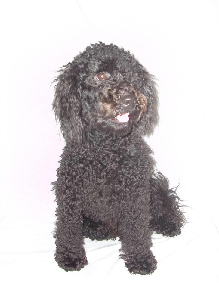 Mellempuddel Harald - Harald - En rigtig charmetrol. billede 1