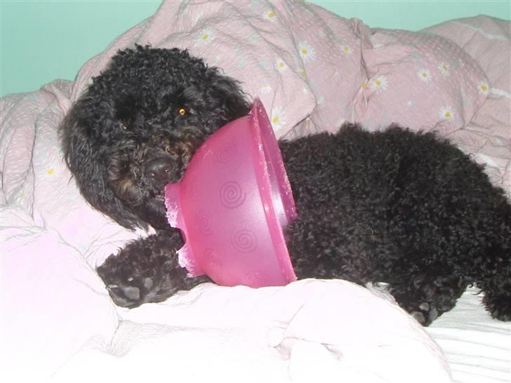 Mellempuddel Harald - Harald - Gnaver lige lidt i vandskålen. billede 2