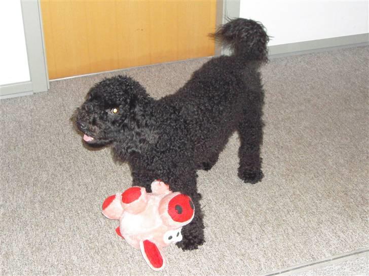 Mellempuddel Harald - Harald - Legede lige med grisen, da der skete noget mere spændende. billede 3