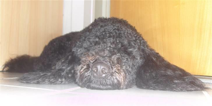 Mellempuddel Harald - Harald - Ligger lige og flyder ud inden han skal i bad.  billede 4