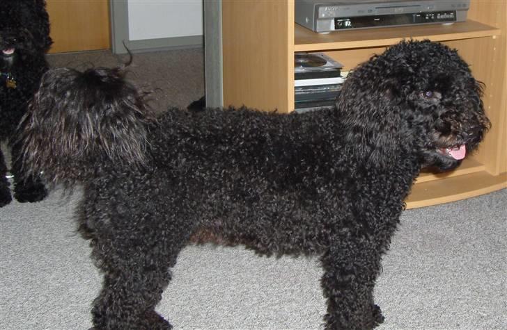 Mellempuddel Harald - Harald - En rigtig fin lille hund. billede 5