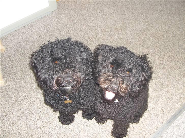 Mellempuddel Harald - Harald - Sammen med sin bror. (Harald til højre og broren Blackie til venstre) billede 6