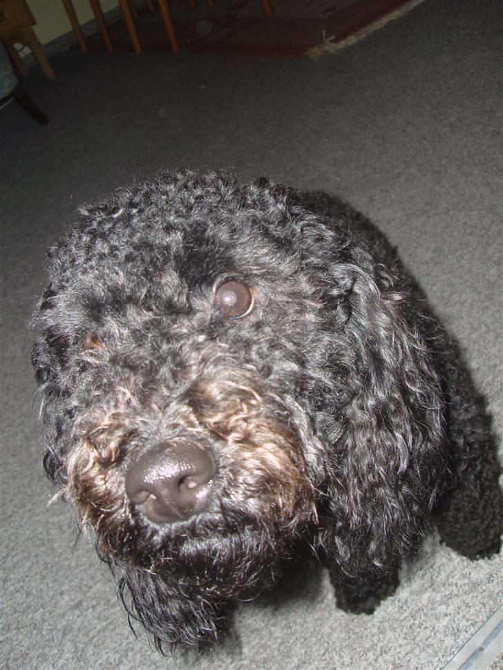 Mellempuddel Harald - Harald - Skal se hvad et kamera er. billede 7