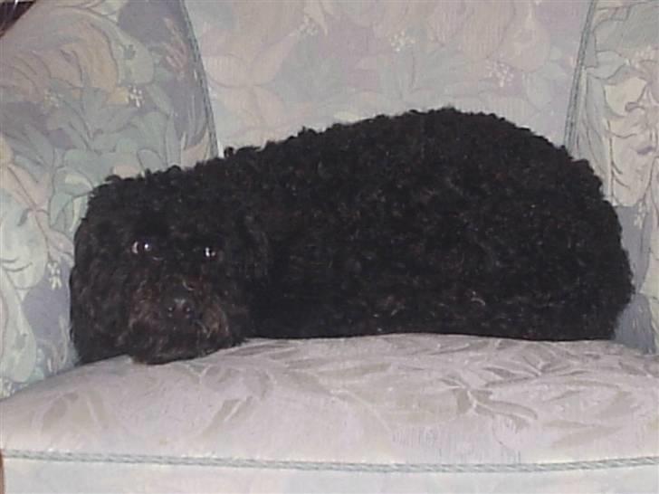 Mellempuddel Harald - Harald - Ligger i stolen og kigger. billede 8