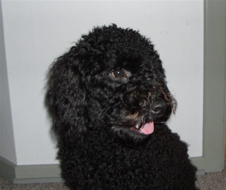 Mellempuddel Harald - Harald - En glad lille hunde. billede 9