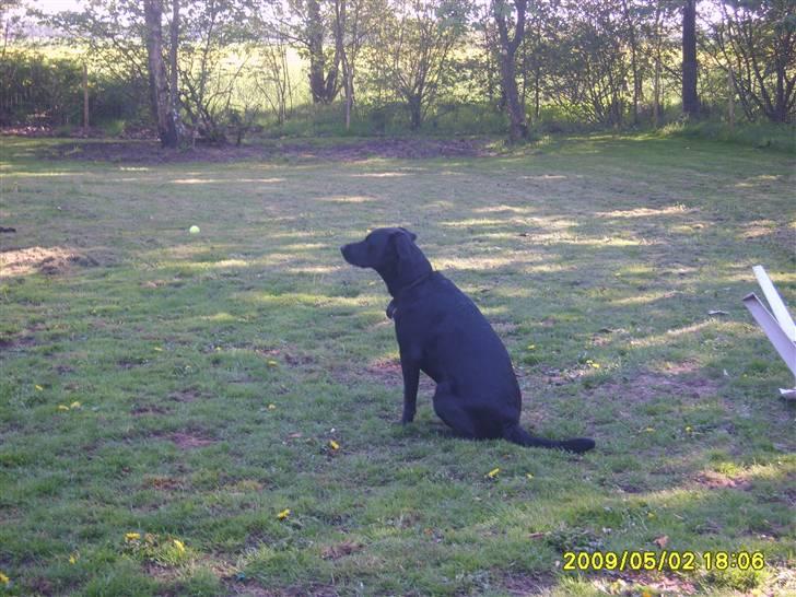 Blanding af racer Fie. - nyt billede billede 18