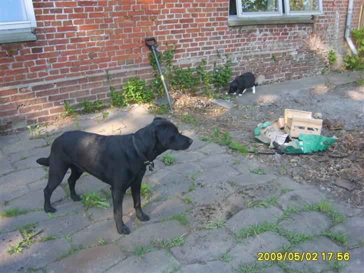 Blanding af racer Fie. - nyt billede billede 19