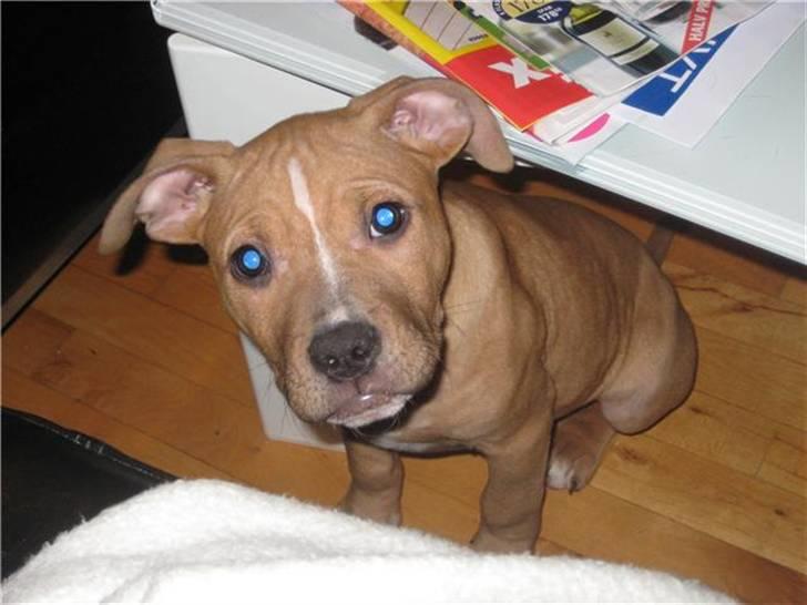 Amerikansk staffordshire terrier Eddy billede 1