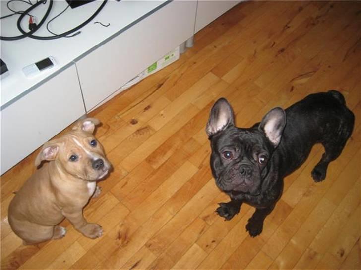 Amerikansk staffordshire terrier Eddy billede 2