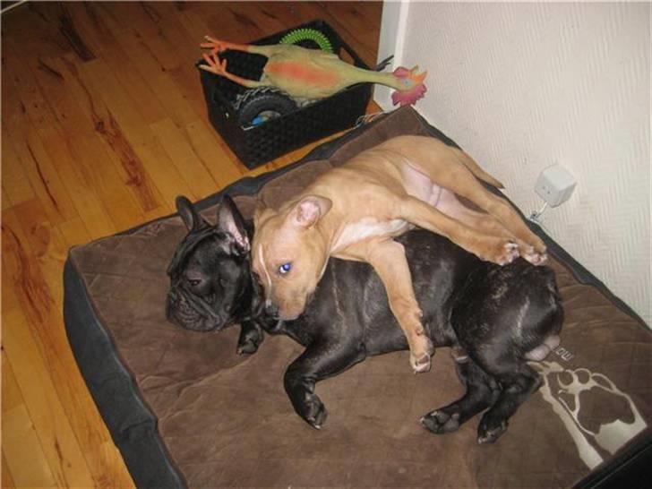 Amerikansk staffordshire terrier Eddy - Eddy og pablo billede 3