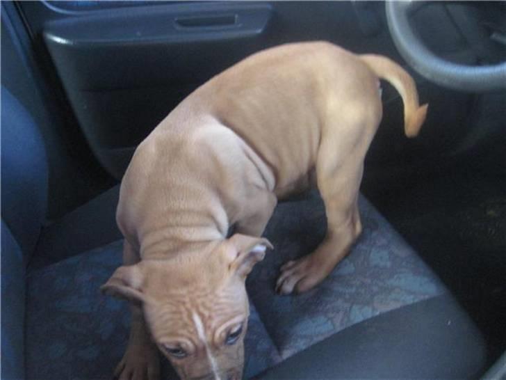 Amerikansk staffordshire terrier Eddy billede 4