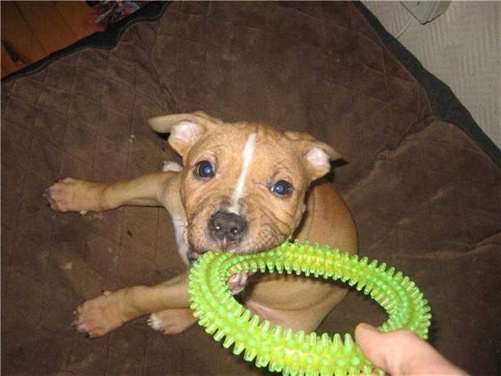 Amerikansk staffordshire terrier Eddy billede 5