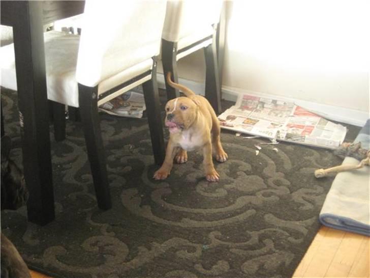 Amerikansk staffordshire terrier Eddy - eddy rækker tunge billede 6