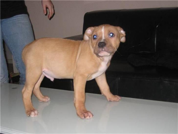 Amerikansk staffordshire terrier Eddy billede 7