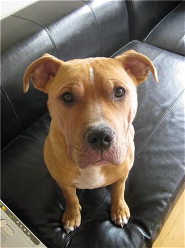 Amerikansk staffordshire terrier Eddy billede 8