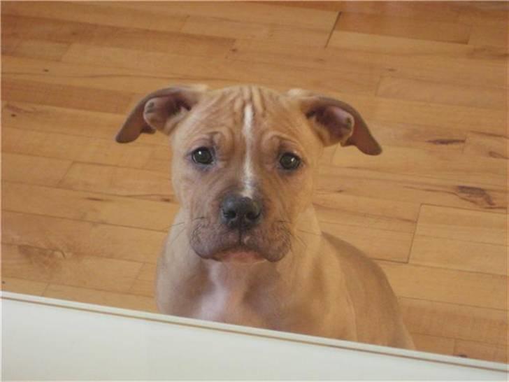 Amerikansk staffordshire terrier Eddy - eddy ser lidt ked ud billede 9