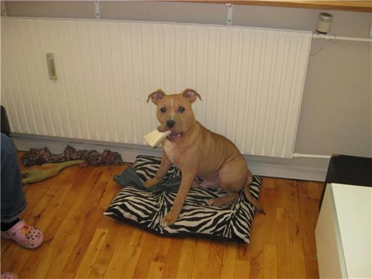 Amerikansk staffordshire terrier Eddy - sidder på sin yndlings pude <3 billede 10