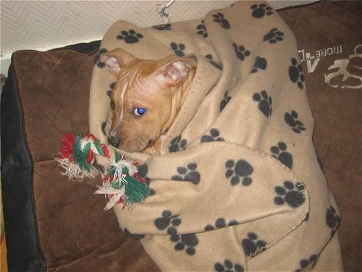 Amerikansk staffordshire terrier Eddy - Putte gøj <3 han elsker det billede 11