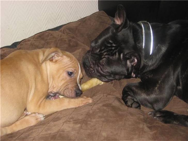 Amerikansk staffordshire terrier Eddy billede 12