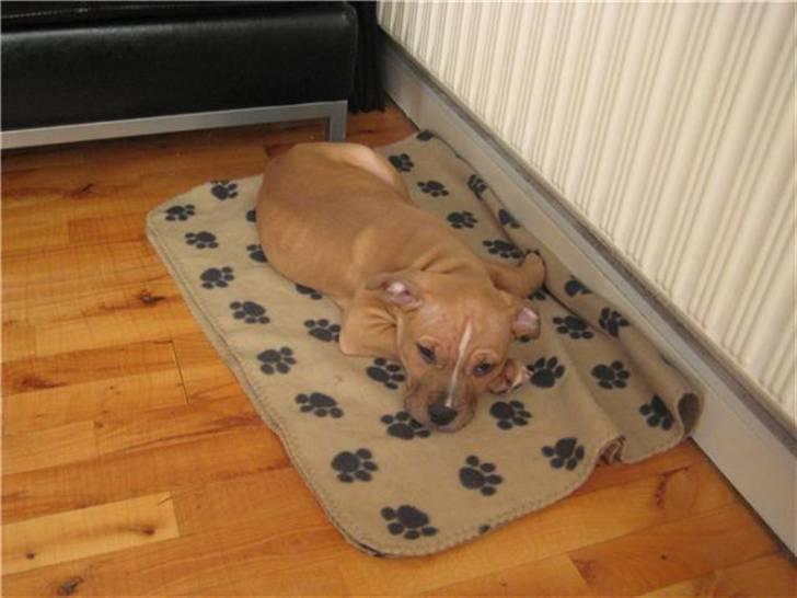 Amerikansk staffordshire terrier Eddy billede 13