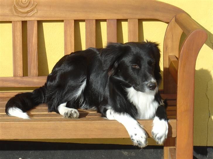 Blanding af racer Nuga - Moar´s smukke smukke hund :) billede 1