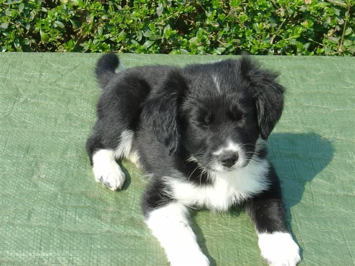 Blanding af racer Nuga - Selv med lukkede øjne er jeg nus billede 2