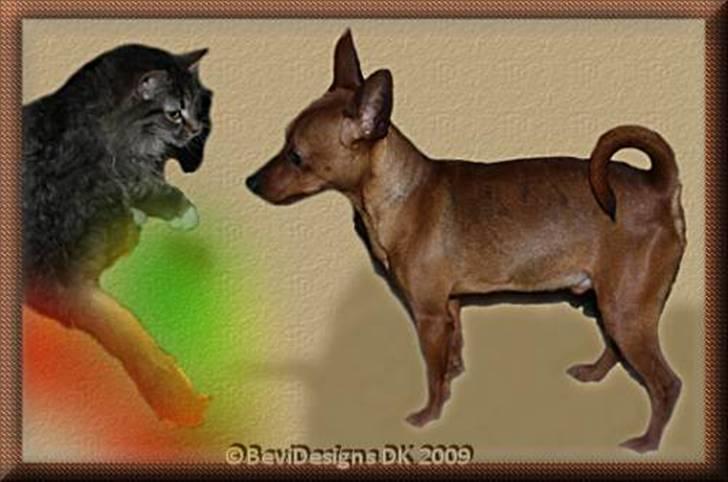 Dvaergpinscher Bombastic Leopold T F. - Leopold i 2009 billede 10