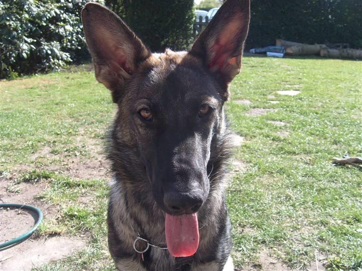 Schæferhund Nala billede 17