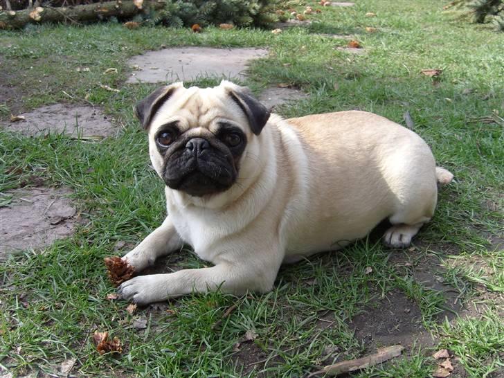 Mops Lola billede 20