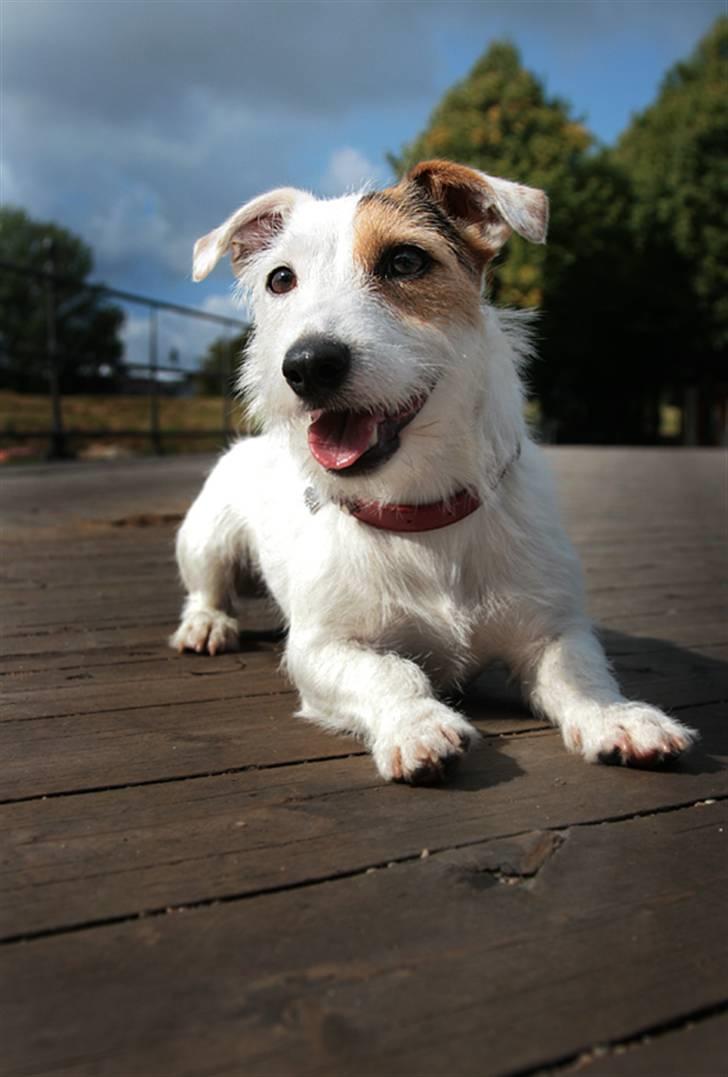 Jack russell terrier Ace (Himmelhund) - hej smukke billede 1