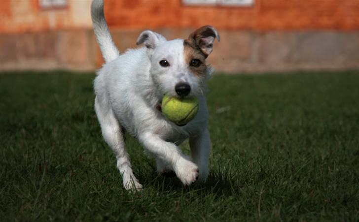 Jack russell terrier Ace (Himmelhund) - yes jeg fandt en bold billede 2