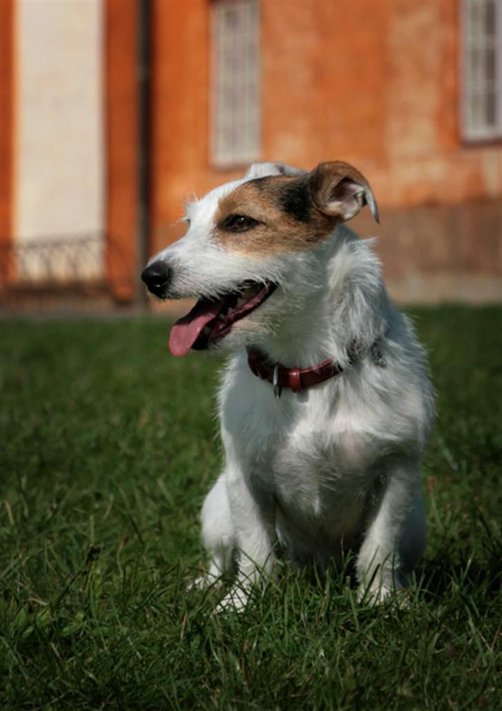 Jack russell terrier Ace (Himmelhund) - pyha det er varmt billede 3
