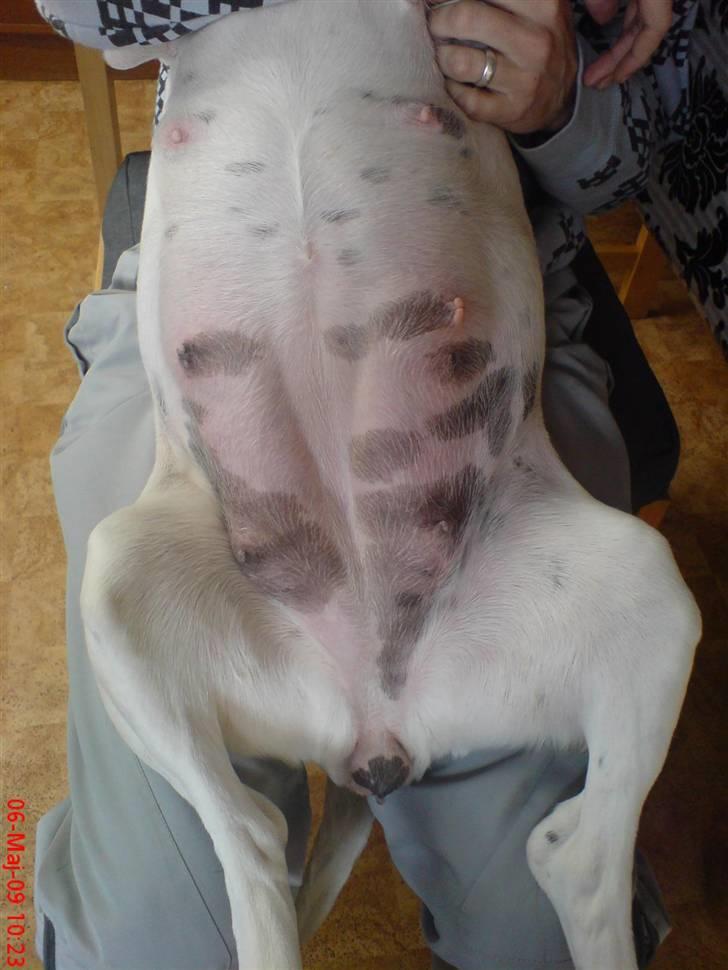 Blanding af racer BESSI  - lige taget 6-5 med lidt slim . billede 6