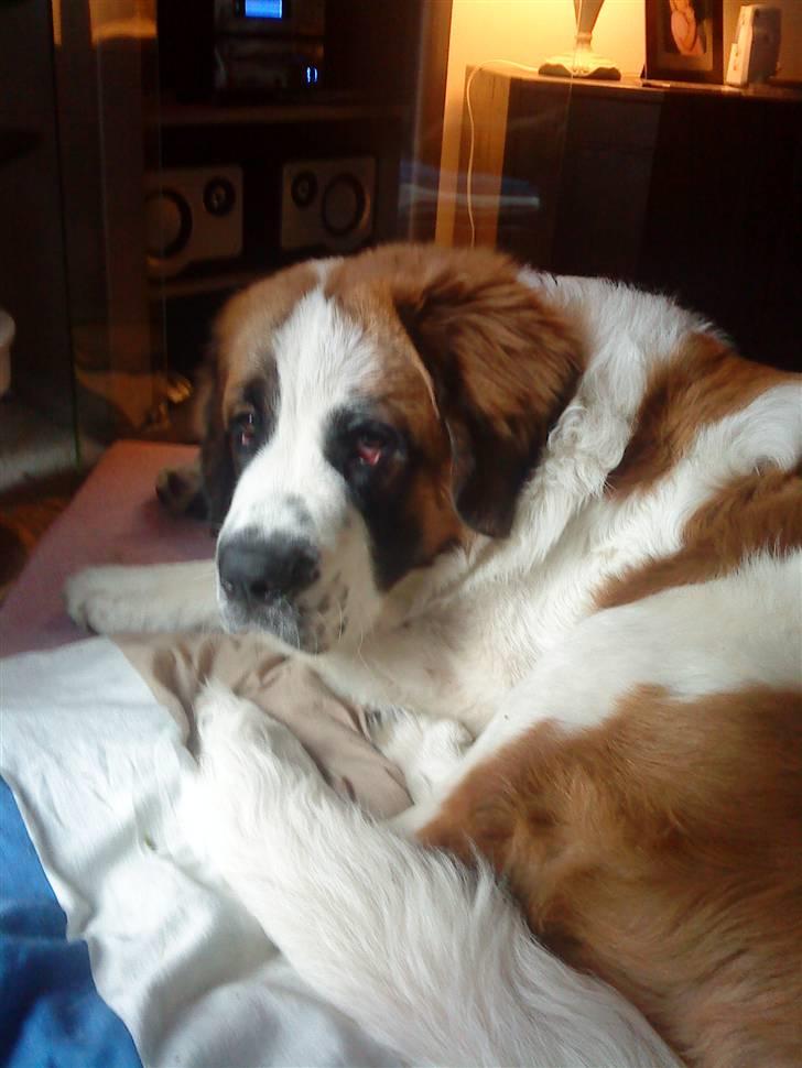 Sankt bernhardshund Sandy - må jeg godt ligge her billede 1