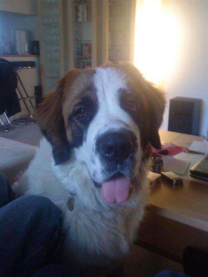 Sankt bernhardshund Sandy - hejsa billede 3