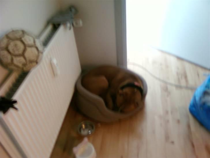 Amerikansk staffordshire terrier Zimba - Zimba synes at Emmie´s kurv er bedre.. billede 12