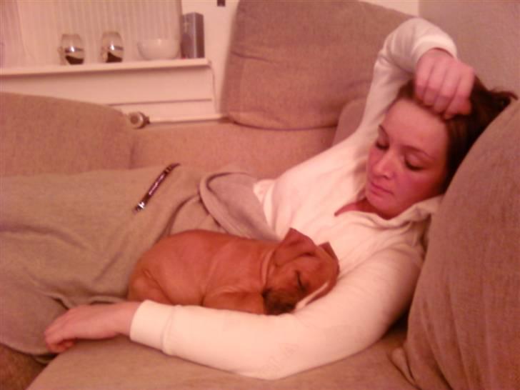 Amerikansk staffordshire terrier Zimba - Et par dage efter vi fik Zimba billede 13