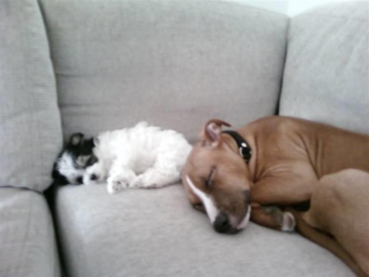 Amerikansk staffordshire terrier Zimba - Første gang Emmie og Zimba kunne ligge og slappe af ved siden af hinanden. Nu er de ikke til at skille ad. billede 14