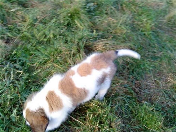 Sankt bernhardshund Sandy - er der mus billede 4