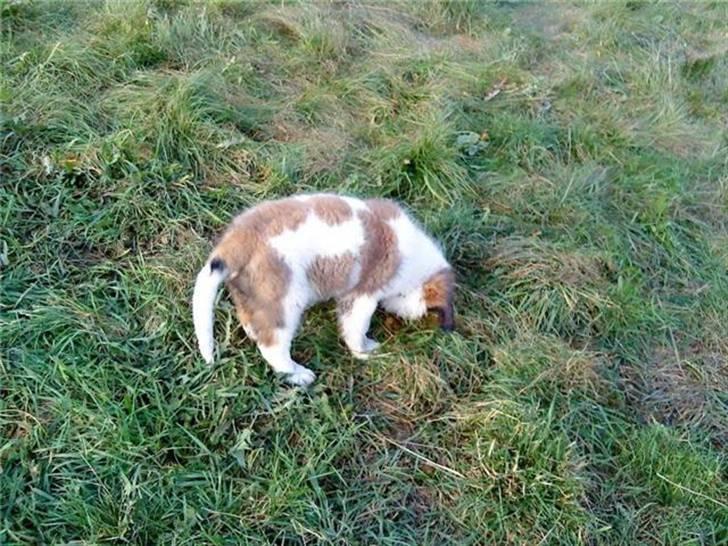 Sankt bernhardshund Sandy - nu fanger jeg dig mus billede 5