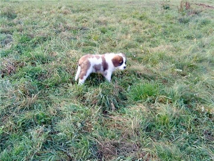 Sankt bernhardshund Sandy - nåå der smuttet den billede 6